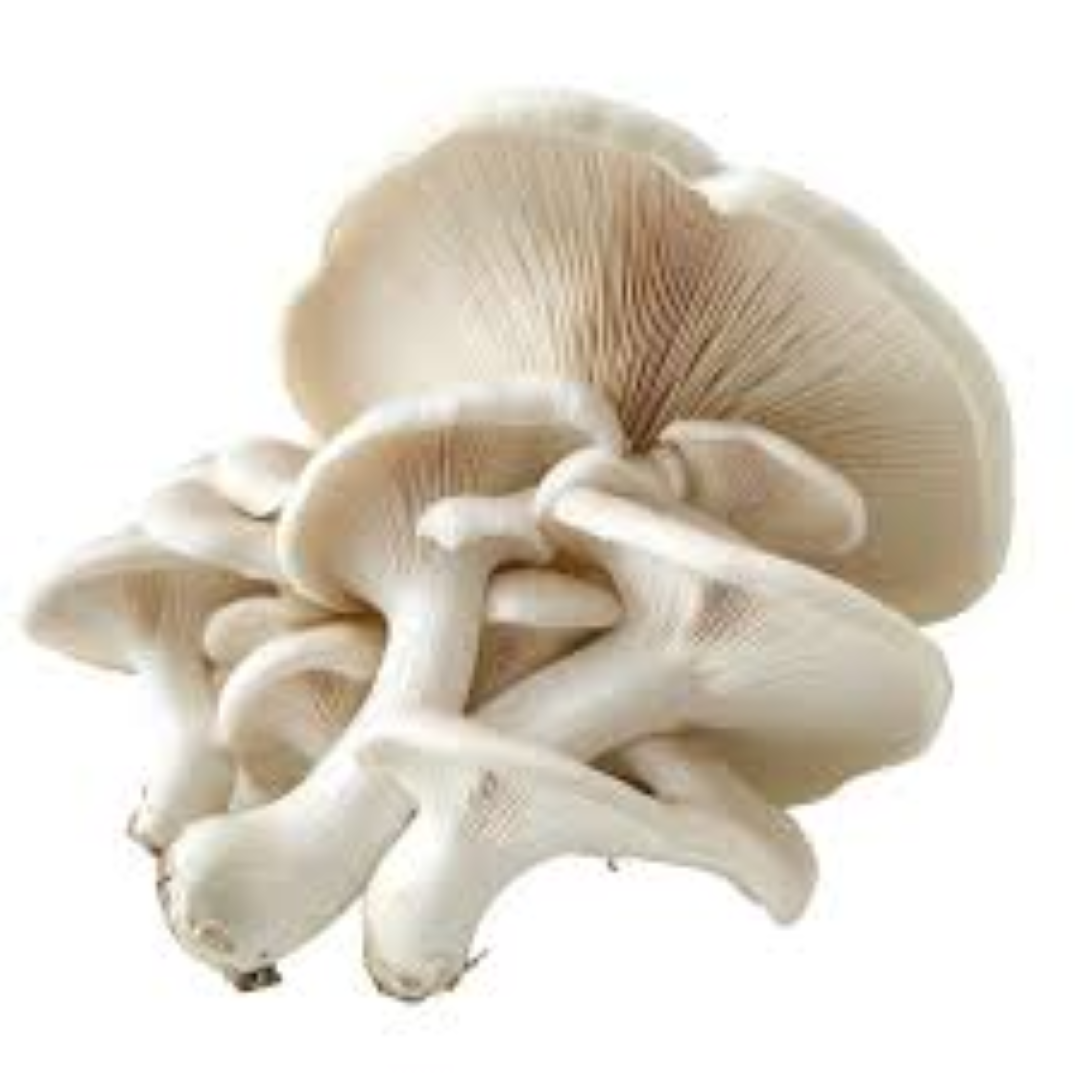 FRESH OYSTER MUSHROOM